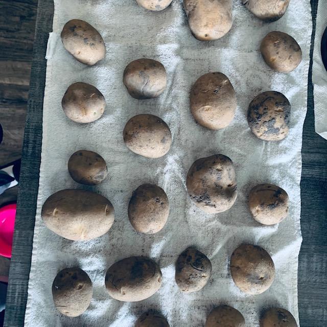 And yet more seed potatoes. I ordered 4 varieties and some out of the pantry.