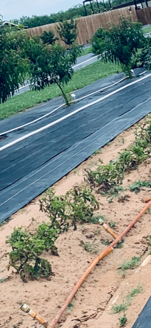 Some of the potato plants were attacked by moths and started looking bad. They turned brown once they were sprayed. Thankfully, not all of them were sprayed.