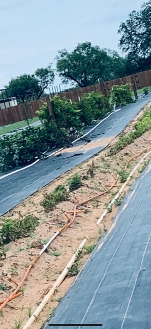Some of the sprayed potato plants withered up and died. I am very upset. They were not supposed to be sprayed.