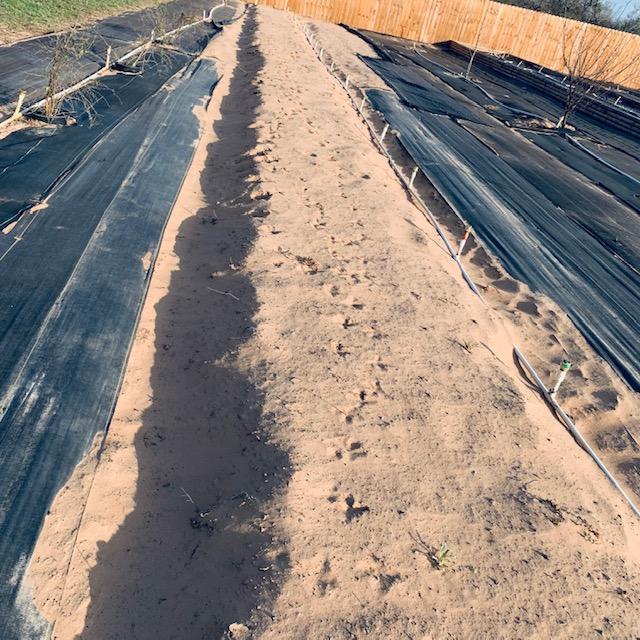 This is the garden bed where my potato trench will be.