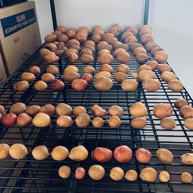 Here are the dug up potatoes that were not mistakenly tossed to the chickens. Potatoes are night shades. Chickens should not be eating raw night shade vegetables.