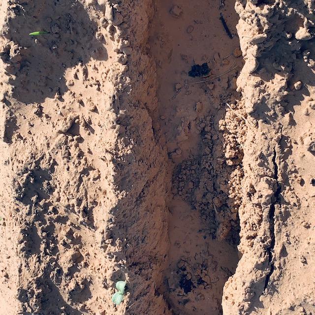 Here are a few of the potato plants coming up in the sand. When I say sand, I mean it is all we have for at least 300 feet down. But the potatoes are loving it!