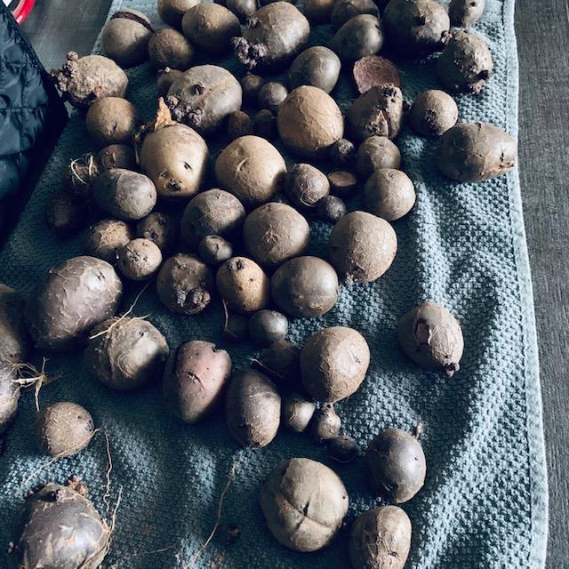 I dug up my first potatoes today. Most of them are too small.