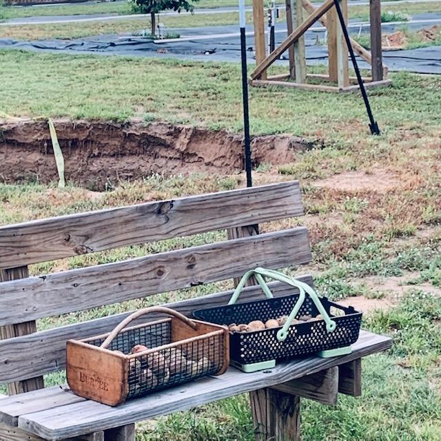 I dug these up on 6/20/23. They are delicious.