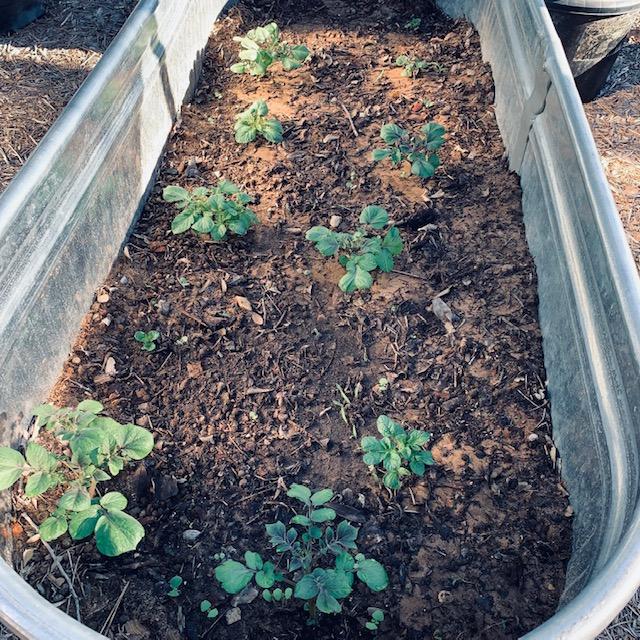 Potatoes planted in one of our troughs...