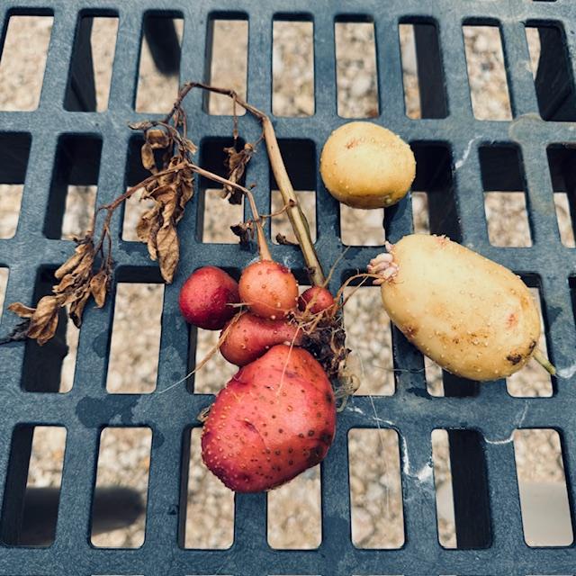 The vines died so I dug these small potatoes up to enjoy.