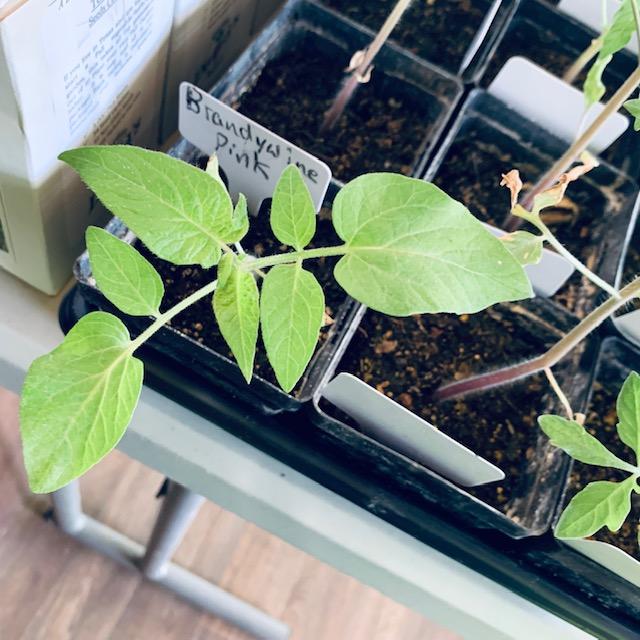 Then there are the tomato plants that have potato like leaves such as the Brandywine.