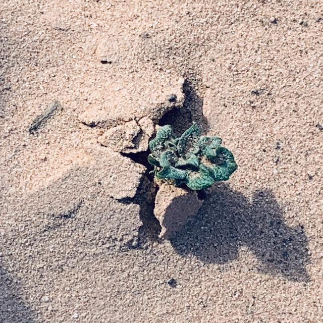Most of our potato plants have started to grow up through the sand. I discovered the plants on 3/12/23. Most of our potato plants have started to grow up through the sand. I discovered the plants on 3/12/23.