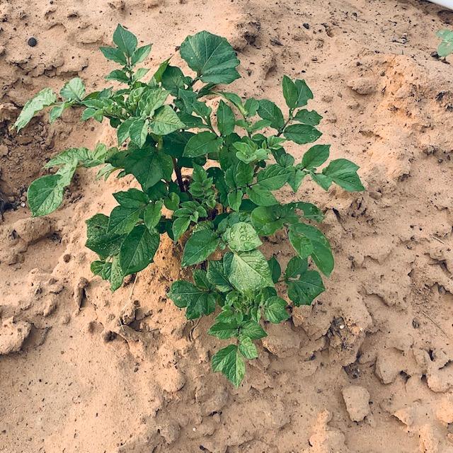 Here is a closeup of one of my Purple Majesty potato plants. I cannot tell you how excited I am about this project!