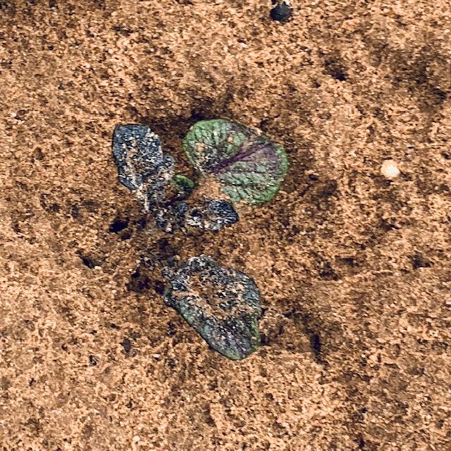 Purple Majesty potato plant.