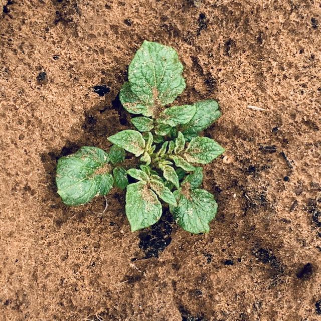 Most of the potato plants have this coloring.