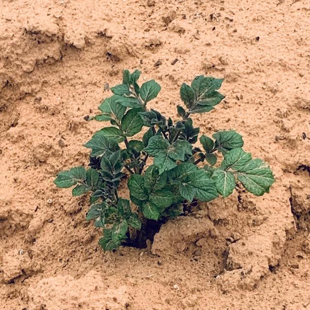 Purple Majesty potato plant has gorgeous leaves.