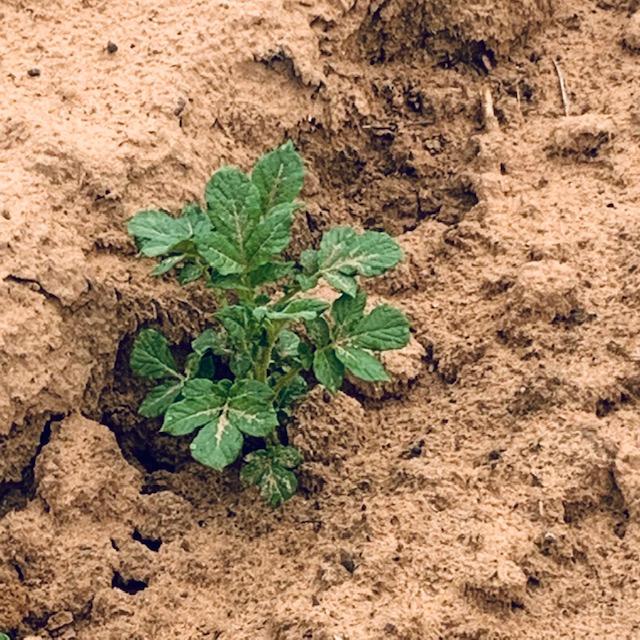 This is a Yukon Gold potato plant. Yes, I saw 6 different varieties of potato plants, including the 2 grocery store potatoes that were growing sprouts in my pantry.