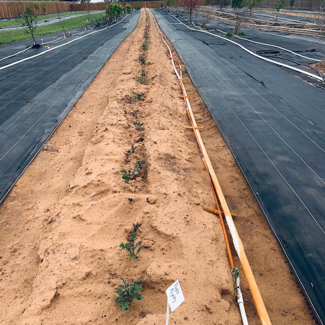 The whole trench is filled with potato plants (except for the section left empty for sweet potatoes.