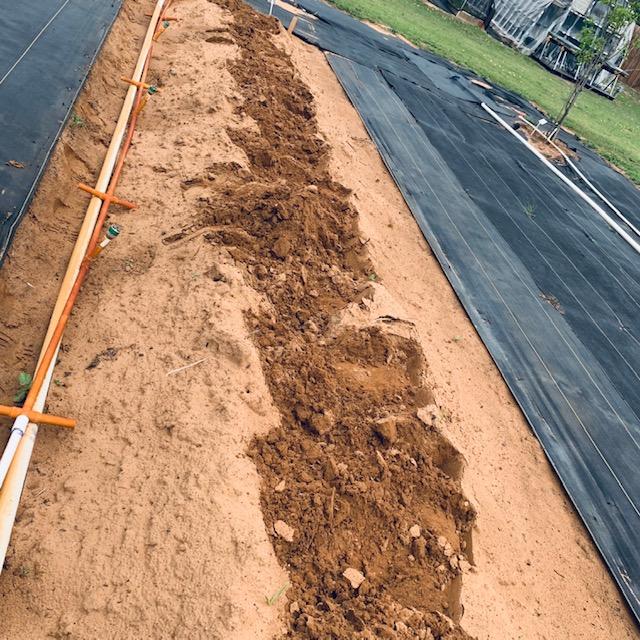 I finally got all of the potato plants covered with sand again. This will keep being done until they are growing at the top of a hill.