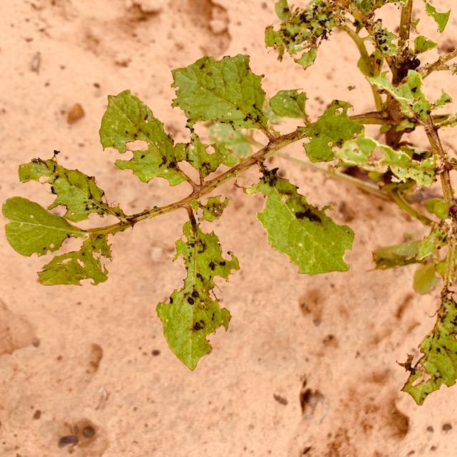 My poor potato plants. They have been attacked by beetles and caterpillars.