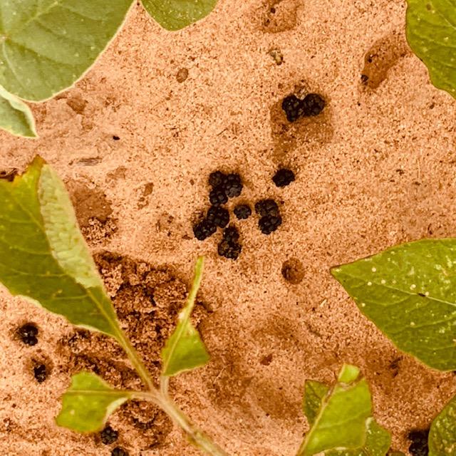 Bug poo? This is so disgusting on my beautiful potato plants.