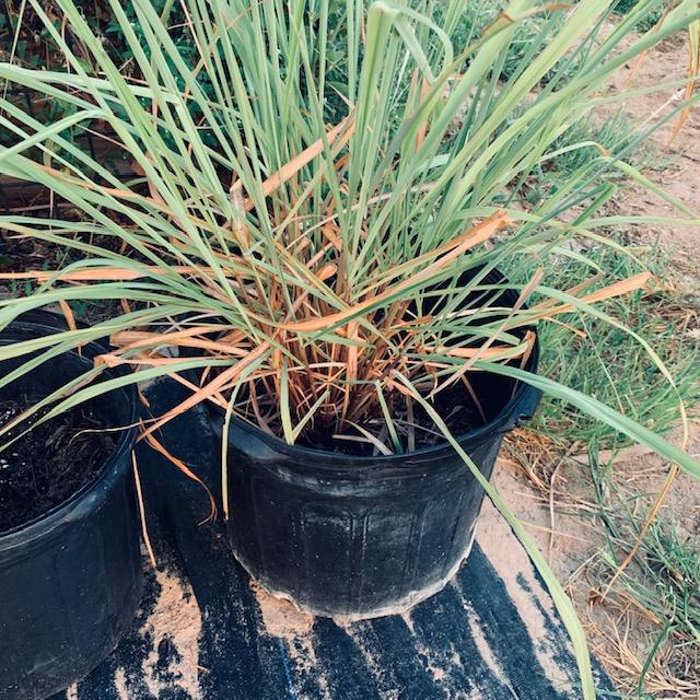 This is the lemon grass for our 3 dogs.