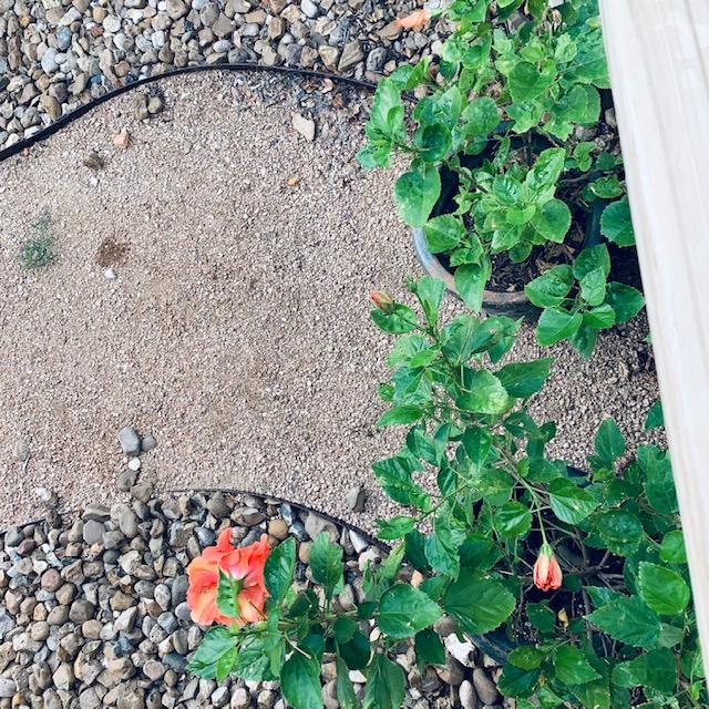 By the bridge to the pond, container garden ideas. Camera is looking down on two pots with hibiscus.