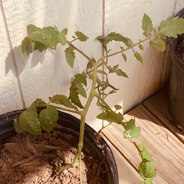 Plant seedlings into large pots for tomatoes like we have done. We have them up on the Farm Store porch.