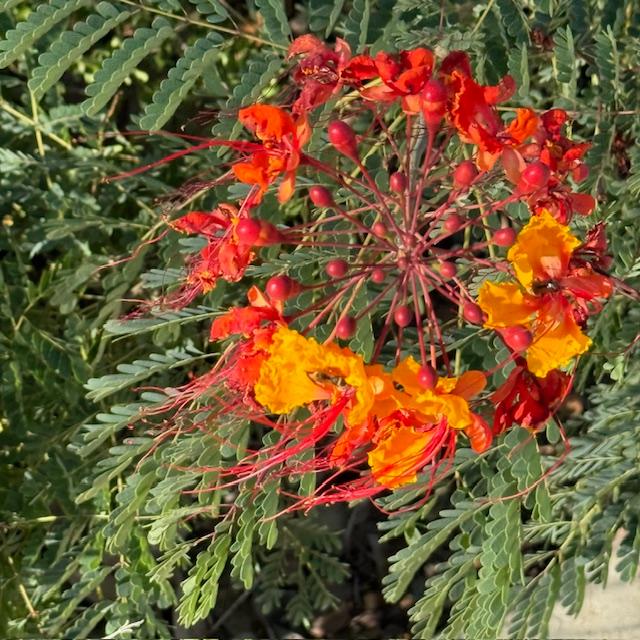 This is a Pride of Barbados plant I found at a rest stop yesterday on the way to Leakey. I cannot wait until my plants are big enough to bloom. This is a Pride of Barbados plant I found at a rest stop yesterday on the way to Leakey. I cannot wait until my plants are big enough to bloom.