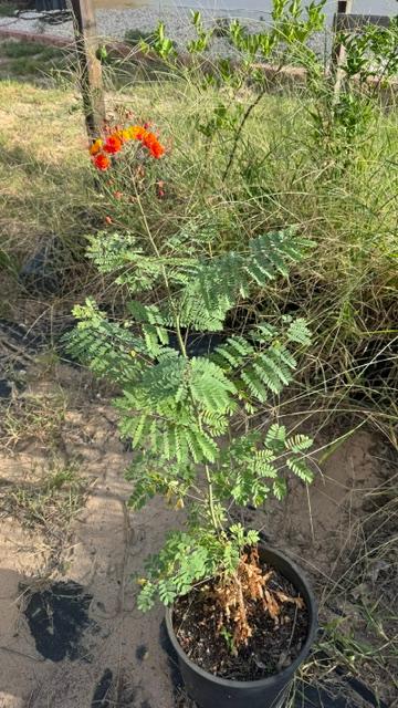 3 years ago, a customer sent me Pride of Barbados seeds. 10 plants grew. Only 1 remains and it finally bloomed this week! Beautiful!