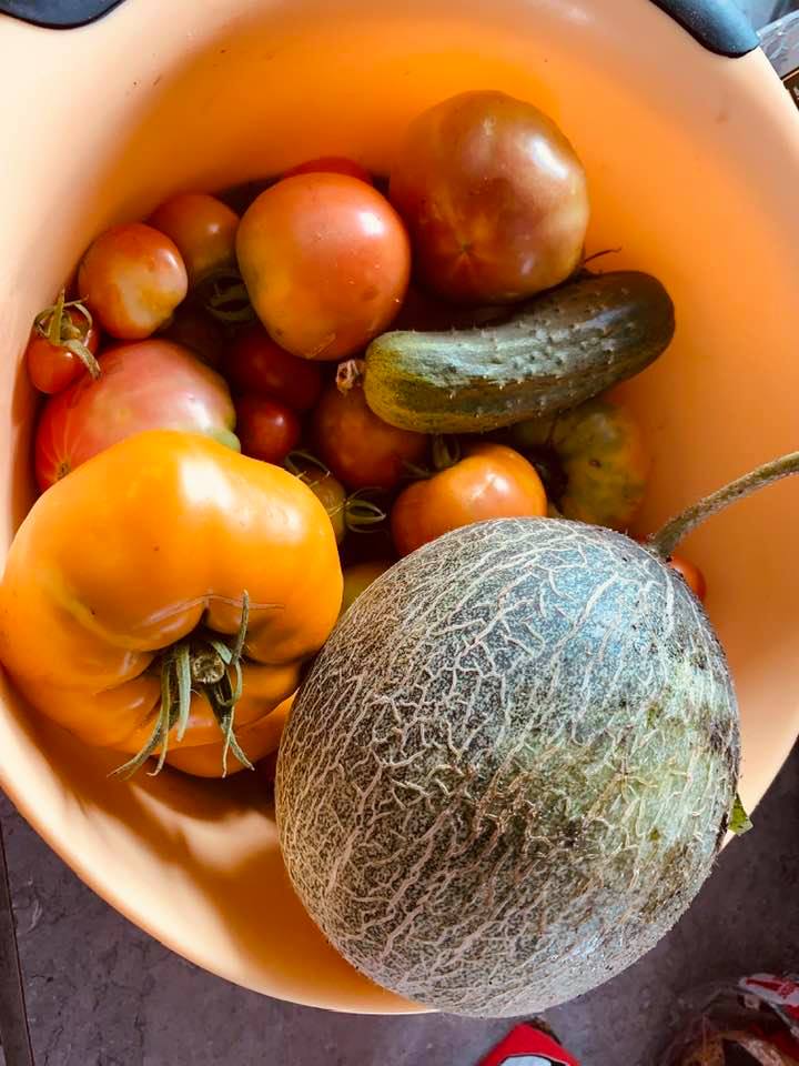 Some more garden produce from today. The melon is called Tommy Apple. It's my first time to grow it. We don't sell the seeds. I got them at a seed festival we attended last year. This is my first.