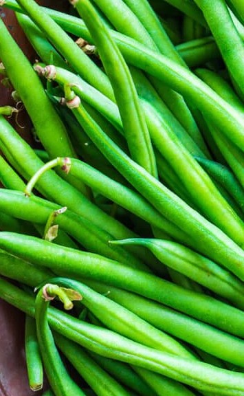The Provider bush bean is a delicious and very prolific bean you can enjoy in your spring and fall gardens (if you live in a warm climate.)