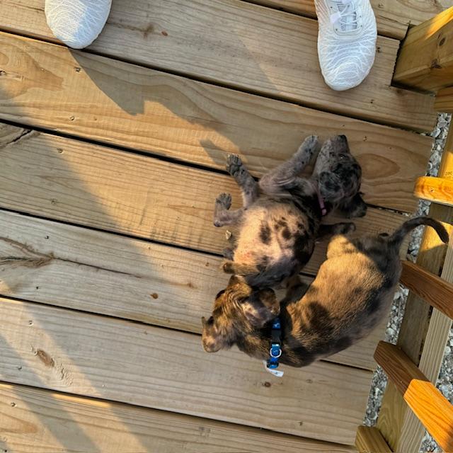 The puppies on our ramp and my feet!
