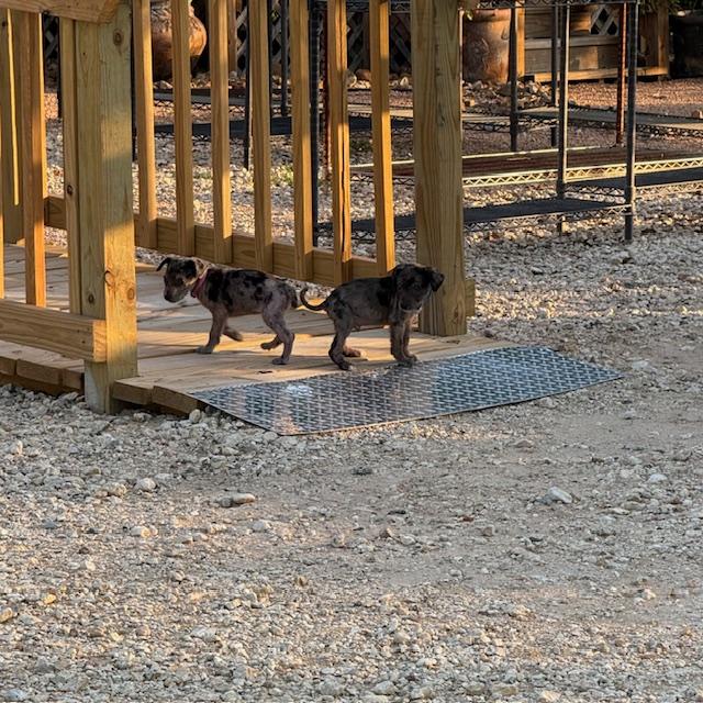 So many had a fit that we did not have a ramp. We have one now and only the puppies use it.