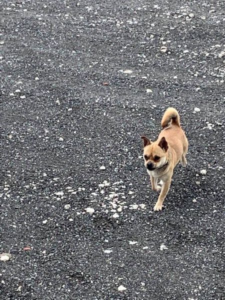 This adorable stray pug wants a home. Thanks to whoever keeps dumping strays on our farm. You owe me some new boots, shoes, and furniture. This adorable stray pug wants a home. Thanks to whoever keeps dumping strays on our farm. You owe me some new boots, shoes, and furniture.