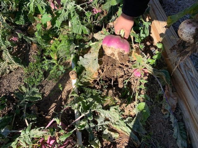 Pulling turnips today after the big freeze.