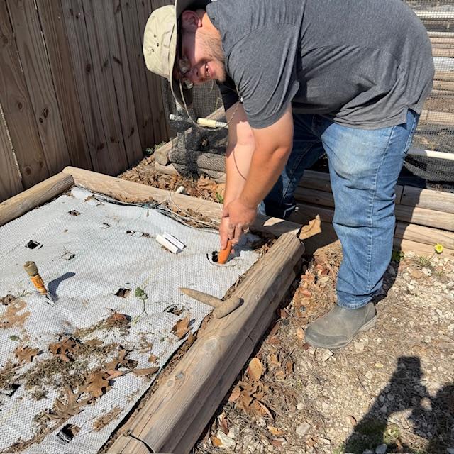 Matt pulling up carrots where we are planting runner beans.