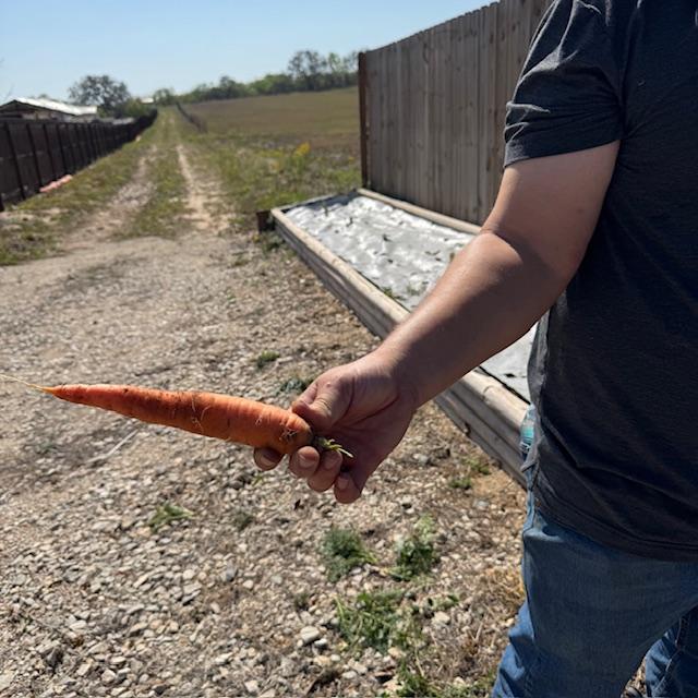 We have a whole bowl full of large carrots to enjoy.