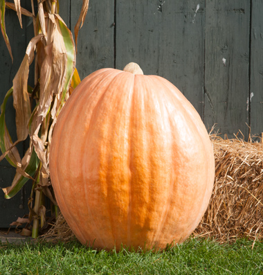 Planting pumpkins can be fun. Some grow up to 100 plus pounds, but that depends on where you plant them. Here in Texas, it is too hot to get them that big.
