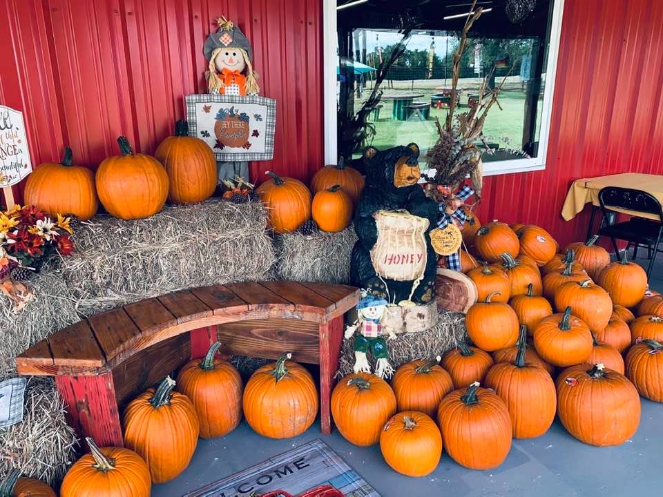 Pumpkin decor is loved in the fall but you need to start the seeds in the middle of summer. 90 days will get you a pumpkin.