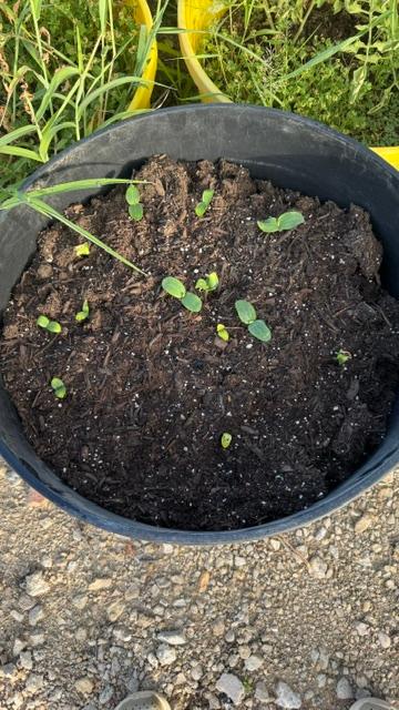 Pumpkins are coming up. All we have to do is remember to water them.