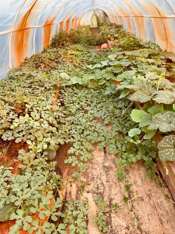 Pumpkins are growing in a hoop house on the right, watermelons on the left. The plastic was put on as the weather got cooler last year.
