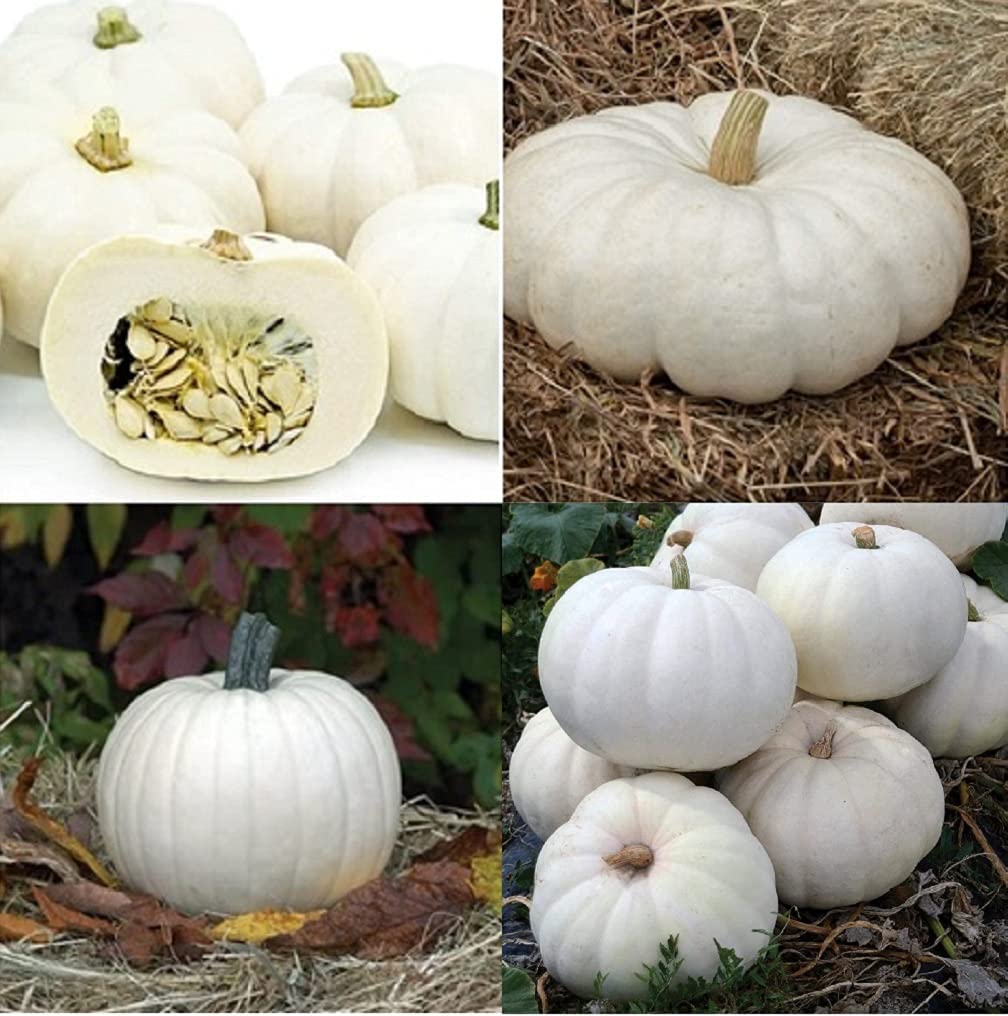Have fun when planting pumpkins or any garden seeds. Enjoy life.
