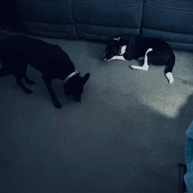 Pamela and Sue Ellen enjoying their treats on the newly vacuumed carpet in the den.