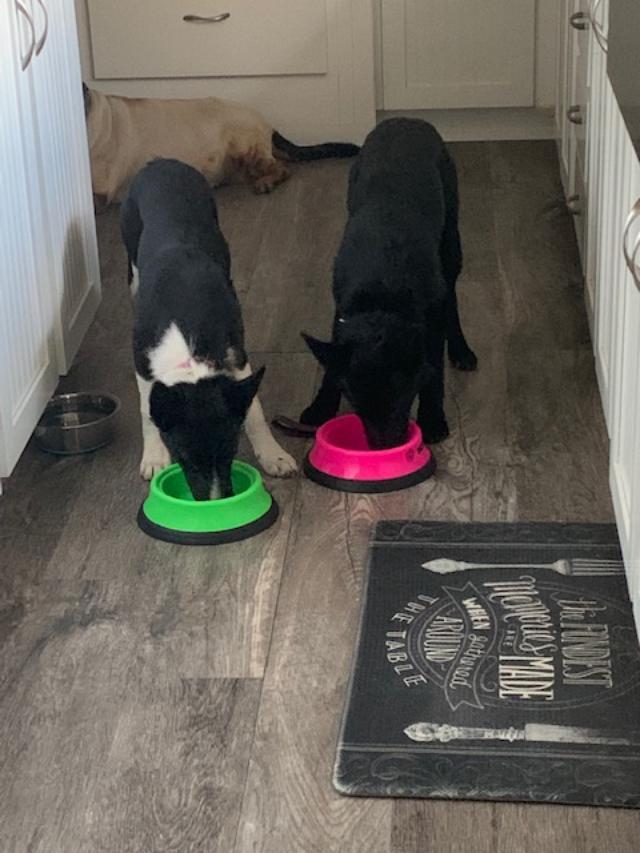 Sue Ellen and Pamela eating with the white sheared sheep in the background. Annabelle is normally a black and brown hound but since they shaved her, she looks like a sheep.