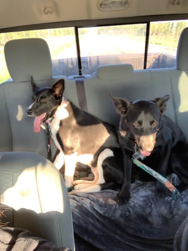 The sunlight ruins this photo in the truck. The puppies were not too happy about us leaving them to get groomed but they are nice and clean again. Next time they go, we will have them shaved. The sunlight ruins this photo in the truck. The puppies were not too happy about us leaving them to get groomed but they are nice and clean again. Next time they go, we will have them shaved.