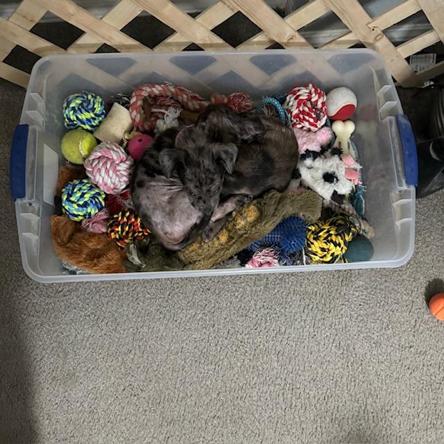 The silly puppies found a new place to nap, in the dog toy bin!