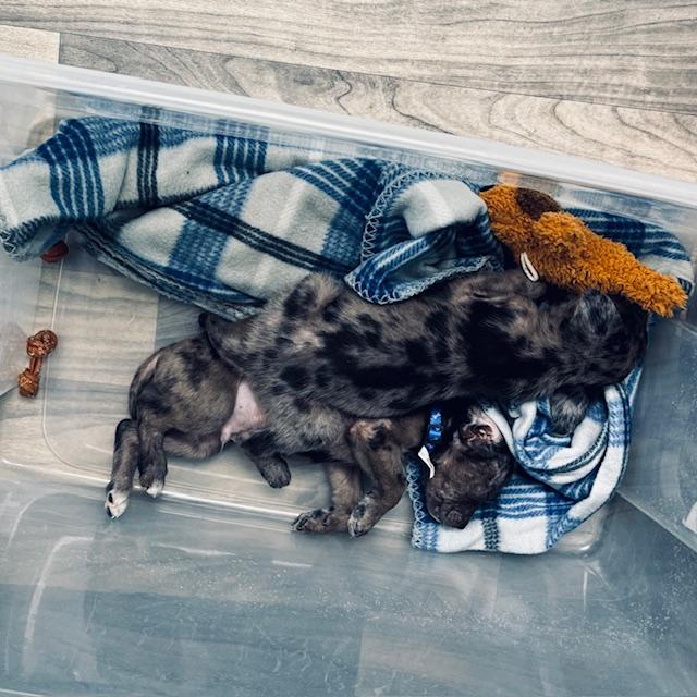 The puppies like to nap on each other. They are happy together.