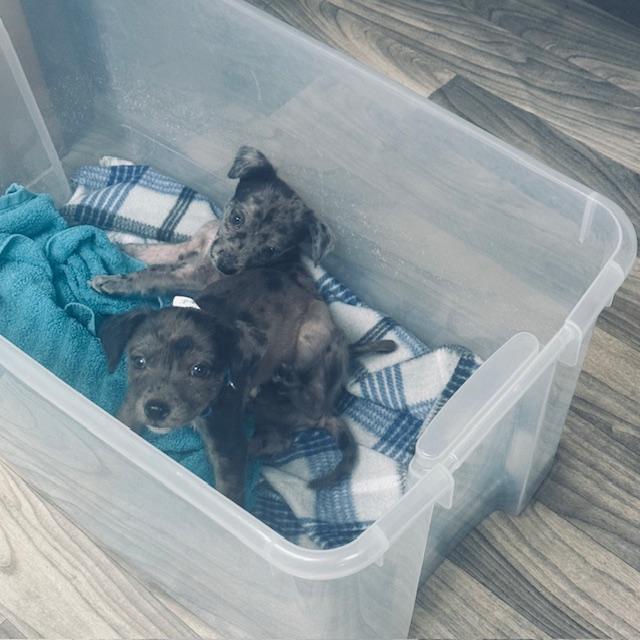 Just look at these sweet puppies. We have an appointment at the vet but could not get them in until 7/15. Just look at these sweet puppies. We have an appointment at the vet but could not get them in until 7/15.