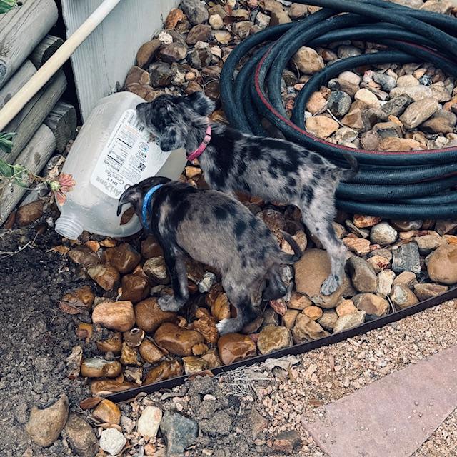 Here the puppies are following Matt around while he waters plants.