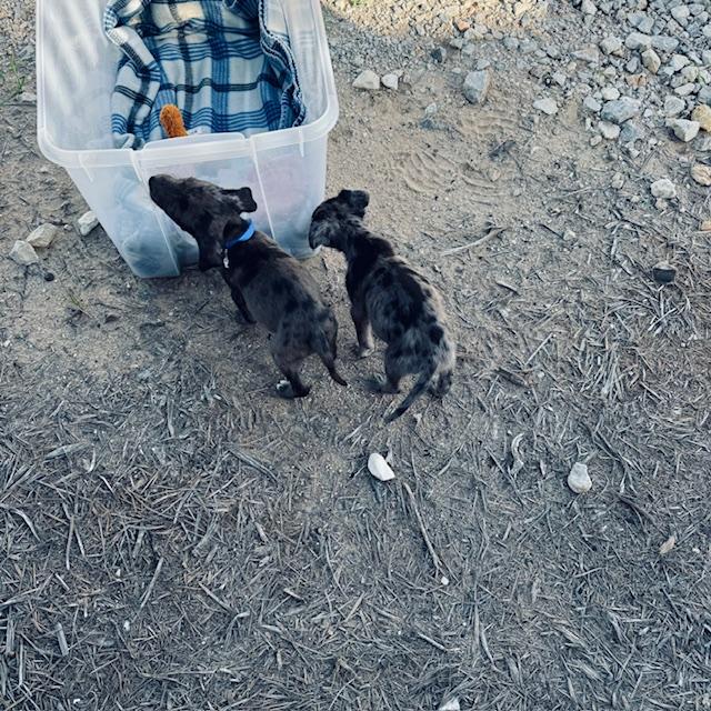 puppiesoutside2 puppiesoutside2