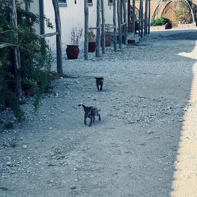 These puppies are following me all over!