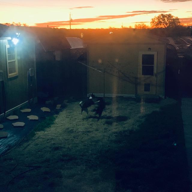 Pamela and Sue Ellen are playing as the sun comes up in the backyard.