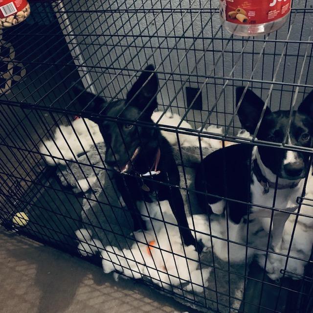 Pamela and Sue Ellen tore up their thick mat that they sleep on. Silly puppies! They have been tearing up toys and pillows over the last few weeks, whatever they can get.